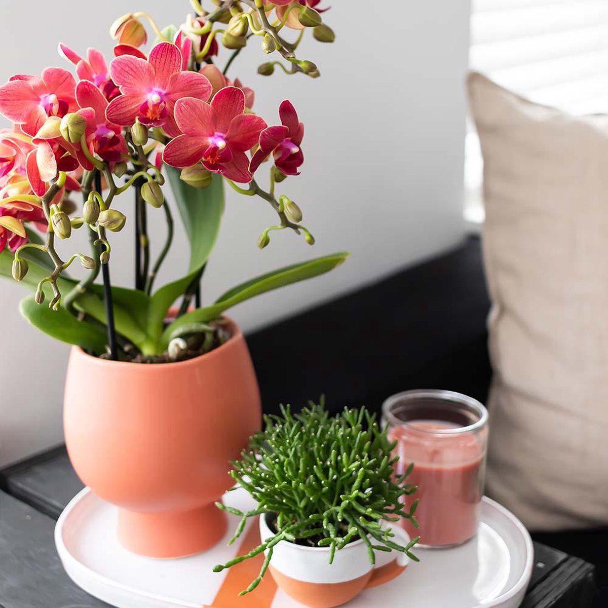  Kolibri Orchids | Rode Phalaenopsis Orchidee - Congo - Potmaat Ø9cm | Bloeiende Kamerplant - Vers Van De Kweker