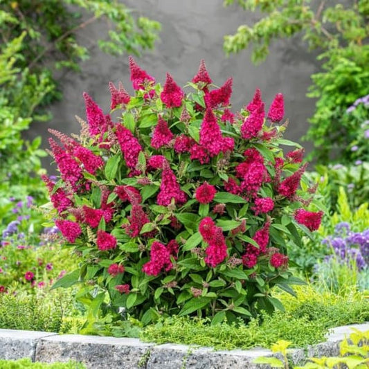 Merkloos 2x Buddleja Davidii Butterfly Candy ´Little Ruby´ – Dwergvlinderstruik In C3 Liter Pot