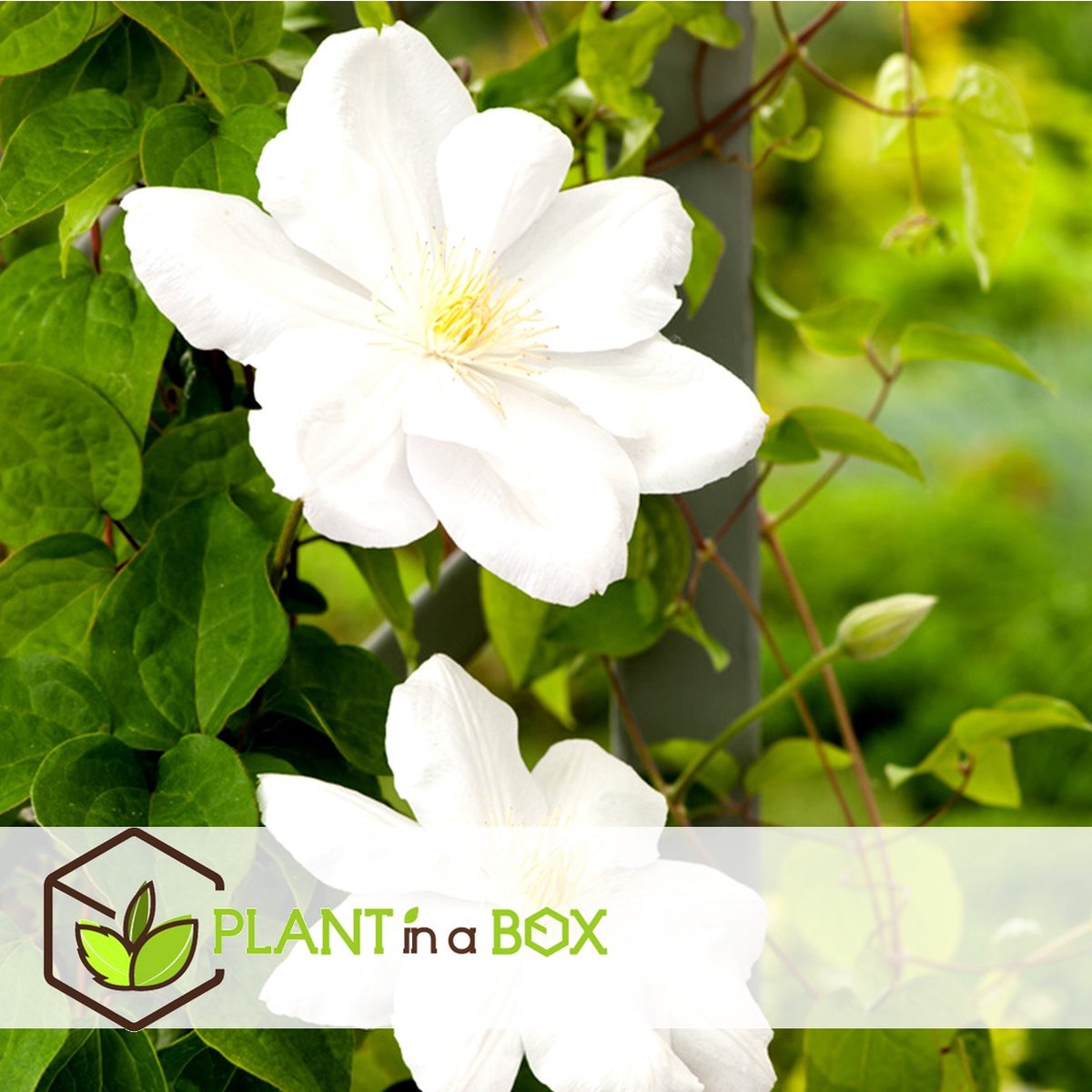  Plant In A Box - Mix Van 3 Clematis - Clematis Hybrid 'Mme Le Coultre', 'Hagley Hybrid', 'Polish Spirit' - Pot 9cm - Hoogte 25-40cm