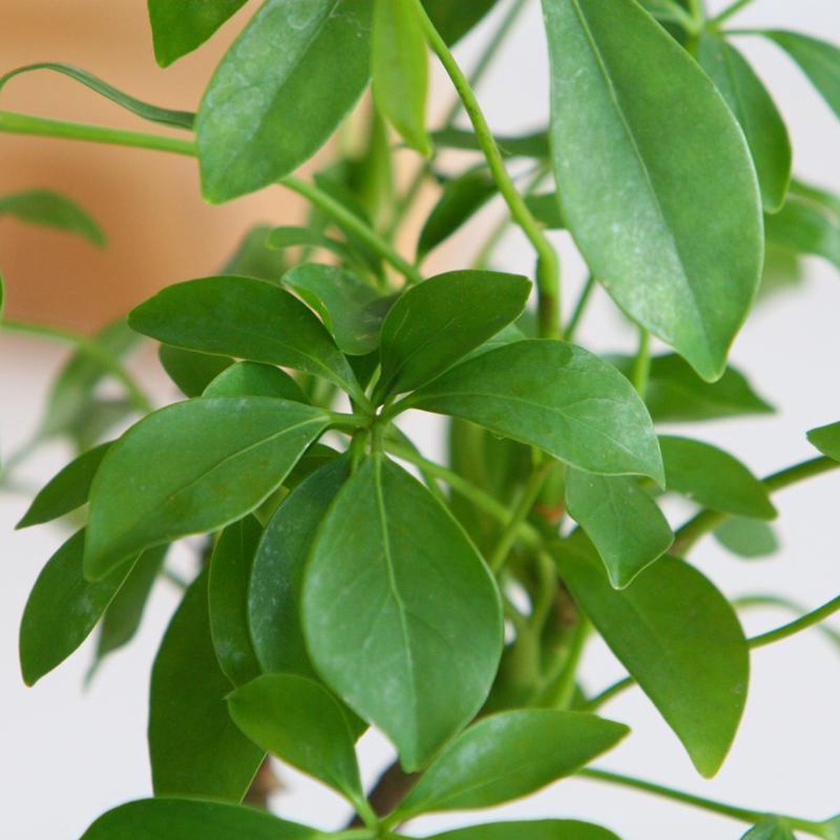  Schefflera Op Lava Steen | Planten | Bloompost