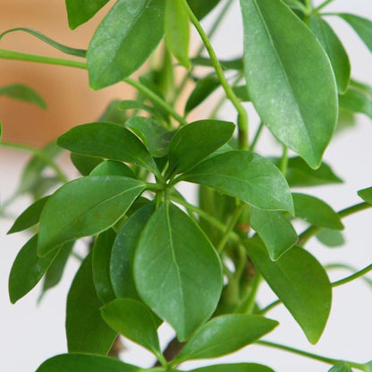  Schefflera Op Lava Steen | Planten | Bloompost