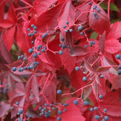  Wilde Wingerd / Parthenocissus Engelmannii - Klimplant | Rood Bladerig In De Herfst - Meerjarig En Winterharde Tuinplant | 1,5 Liter Pot