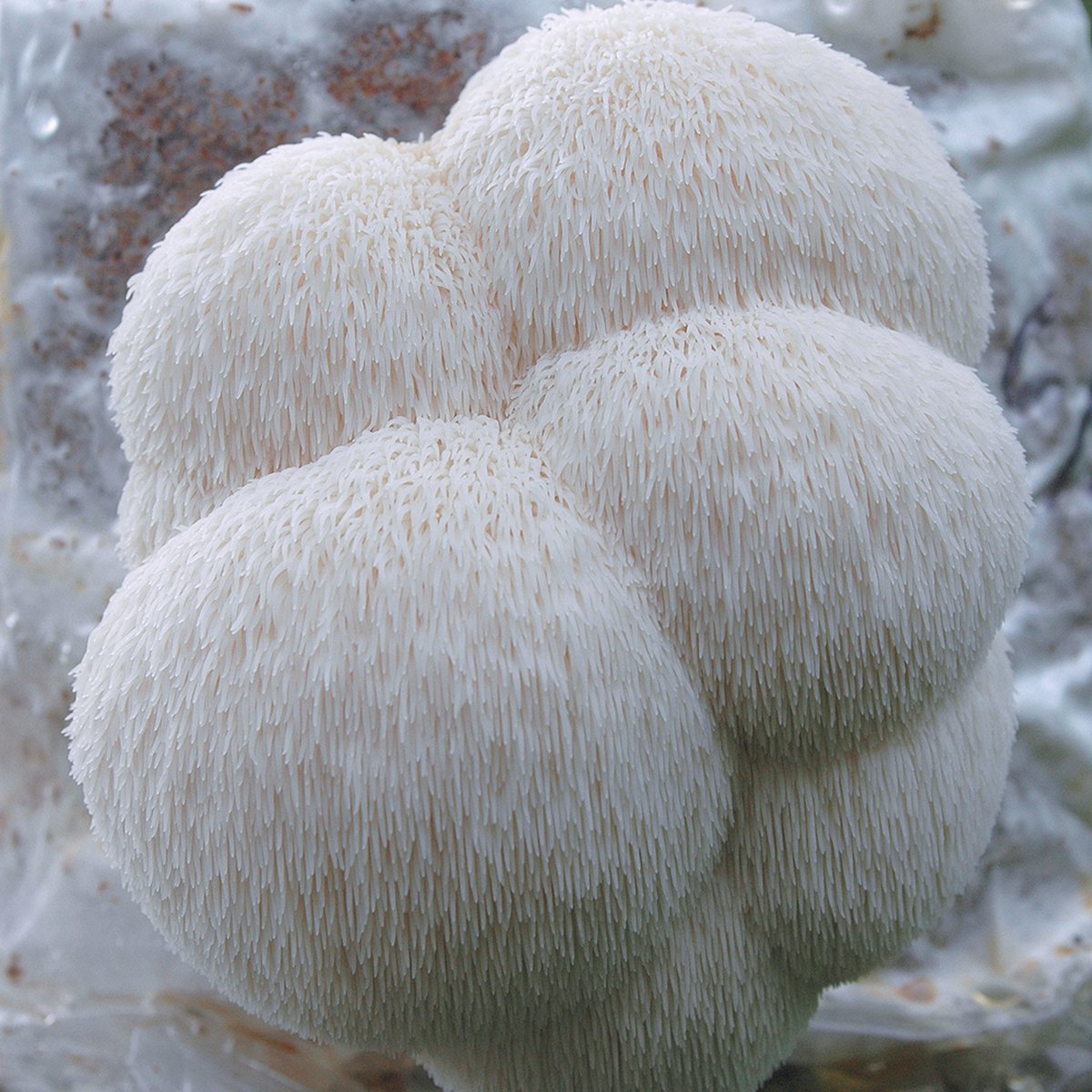  ToshiFarm Broed Voor Pruikzwam - 50 Gram - Zelf Loins Mane Kweken - Broed Voor Lions Mane Kweekset