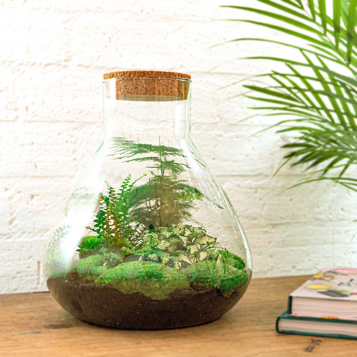  Mini-Ecosysteem | 35 Cm Hoog - Zelfvoorzienende Planten In Fles - Terrarium Met Kamerplanten Voor Binnen | Plant In Fles - Sam XL - Flessentuin