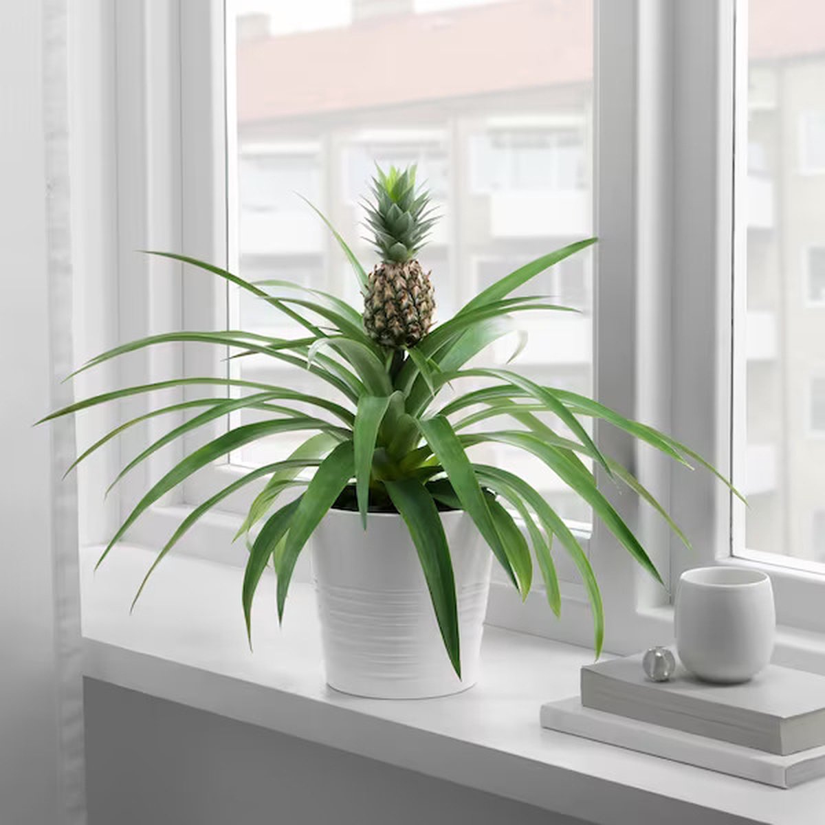  ZynesFlora - Ananasplant In Houten Sierpot - Ø 12 Cm - Hoogte: 30 - 40cm - Luchtzuiverend - Kamerplant - Kamerplant In Pot