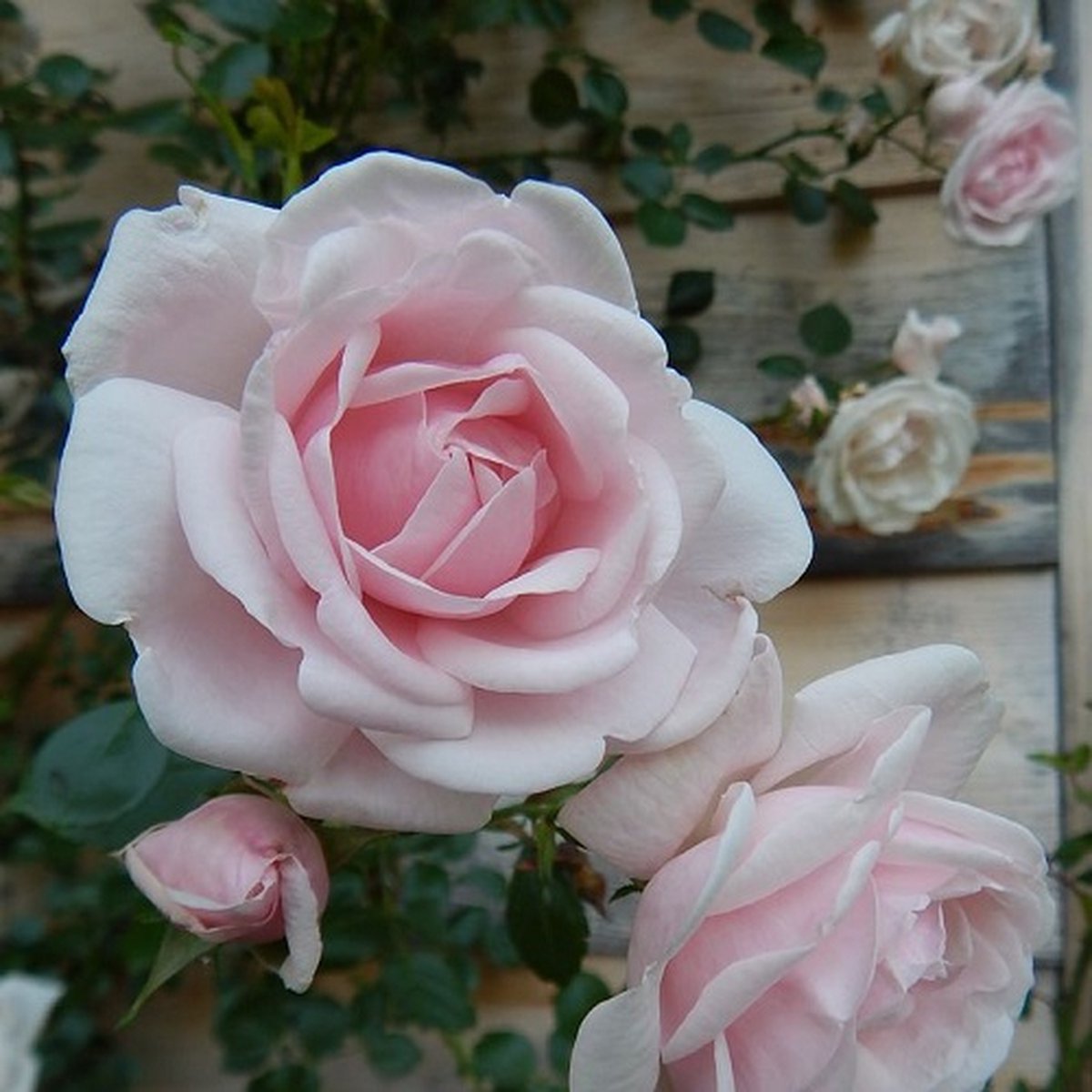  New Dawn (Klimroos) - Klimplant | Roze Doorbloeiende Klimroos - Meerjarig En Winterhard | Roos