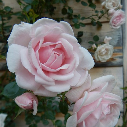  New Dawn (Klimroos) - Klimplant | Roze Doorbloeiende Klimroos - Meerjarig En Winterhard | Roos