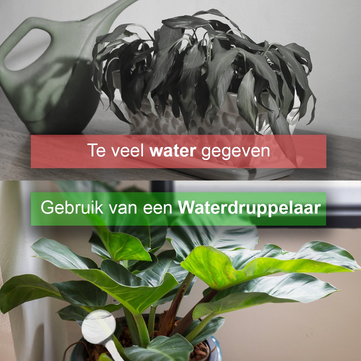  Waterdruppelaar Set Van 6 Stuks - Waterdruppelaar Voor Planten - Watergeefsysteem - Waterbol Irrigatiesysteem - Automatisch Druppelsysteem Voor Kamerplanten &amp; Tuin - Watergever - Doorzichtig - 15cm