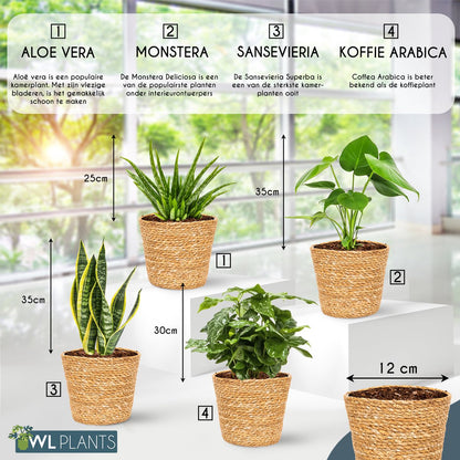  WL Plants - Set Van 4 - Kamerplanten - 1x Aloë Vera, 1x Coffea Arabica, 1x Monstera Deliciosa, 1x Sansevieria Laurentii - 12cm Diameter - Van Professionele Kweek - Groene Planten - Binnen Planten - In Bruine Mand Gemaakt Van Riet - ± 35cm Hoog