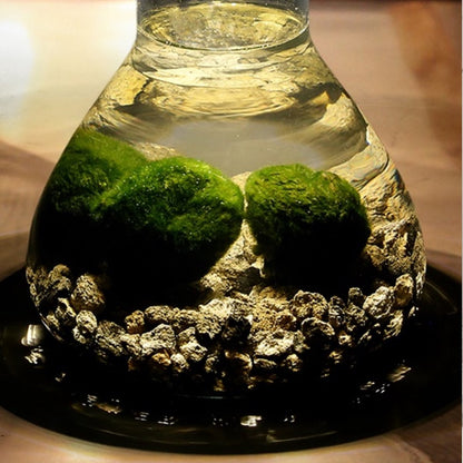  Mosbal Aquarium - Ecoworld Marimo Mini Piramide Met Mosballen - Inclusief Kurk - Mosbol - 3 Stuks - Ecosysteem In Fles - Piramide Glas Ø 16,5 - H 20 Cm