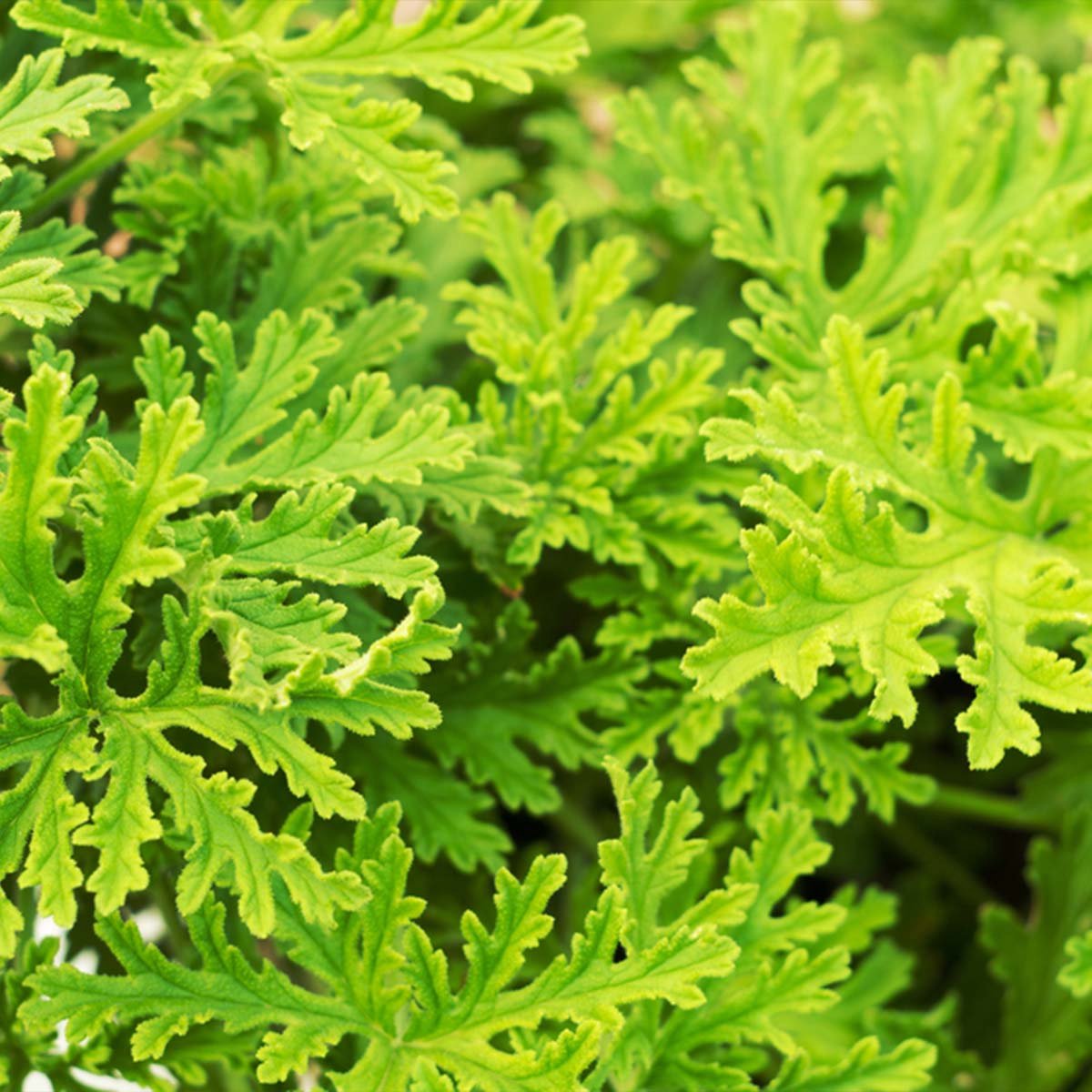  3x Pelargonium Graveolens – Citroengeranium – Anti-muggen - Geurend - ⌀10,5 Cm - 15-20 Cm