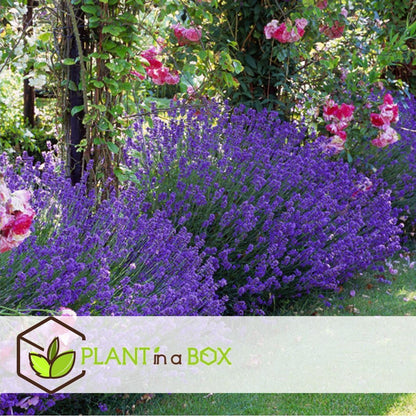  Plant In A Box - Lavandula Angustifolia - Set Van 6 - Winterharde Lavendel Struikjes - Pot 10.5cm - Hoogte 10-15cm