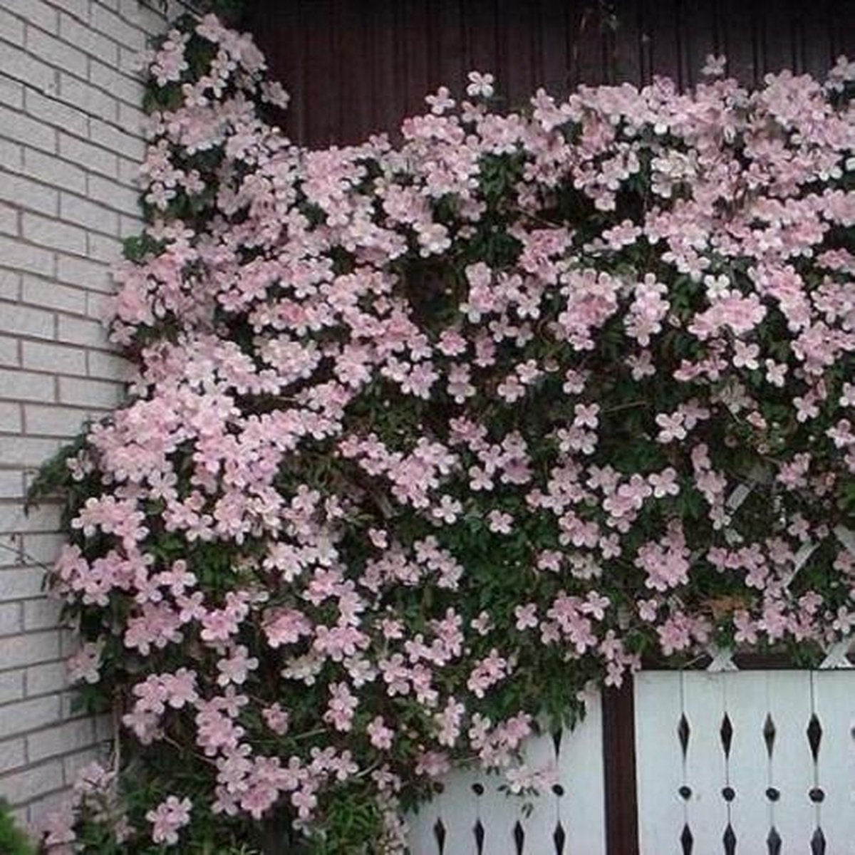  2 X Clematis Montana Rubens - Set Van 2 Klimplanten - Roze, Meerjarig En Winterharde Tuinplanten | 2 X 1,5 Liter Potten
