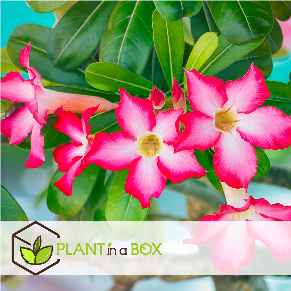  Plant In A Box - Adenium Obesum - Bloeiende Woestijnrozen - Pot 10.5cm - Hoogte 25-40cm