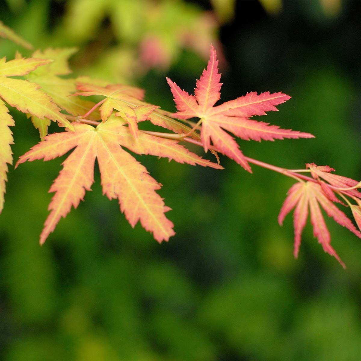  4x Acer Mix - Orange Dream - Going Green - Butterfly - Atropurpureum - ⌀10.5 Cm - 25-30 Cm