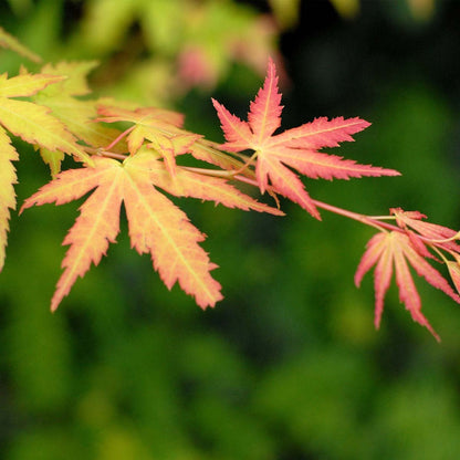  4x Acer Mix - Orange Dream - Going Green - Butterfly - Atropurpureum - ⌀10.5 Cm - 25-30 Cm