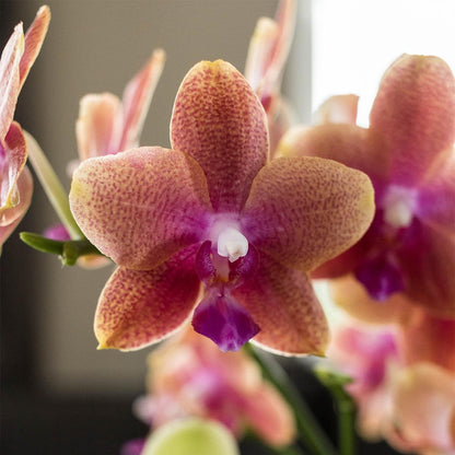  Kolibri Orchids | Oranje Geurende Phalaenopsis Orchidee - Fragrance Orange - Potmaat Ø12cm | Bloeiende Kamerplant - Vers Van De Kweker