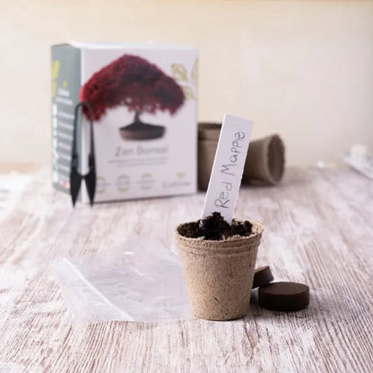  Mini Zen Bonsai Kit