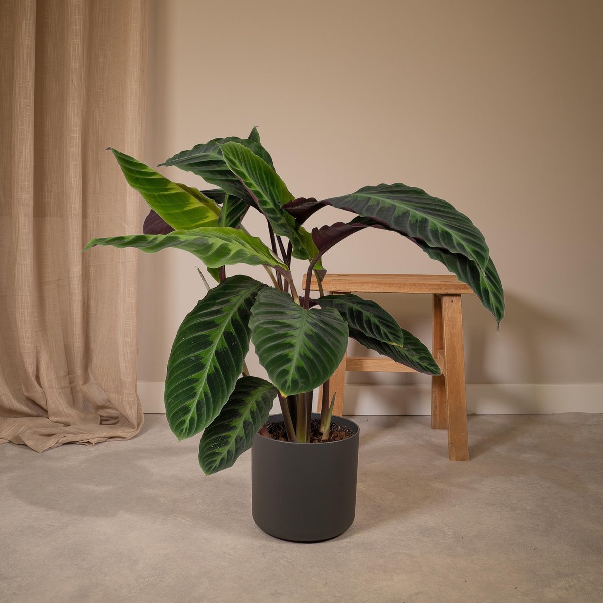  Calathea Warscewiczii 70cm