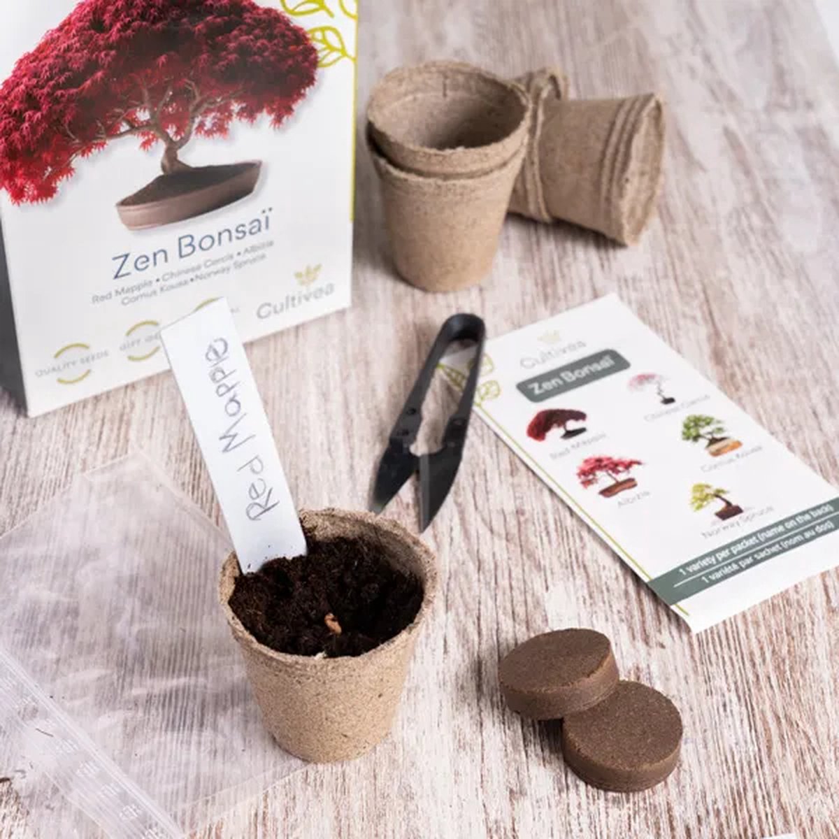  Mini Zen Bonsai Kit