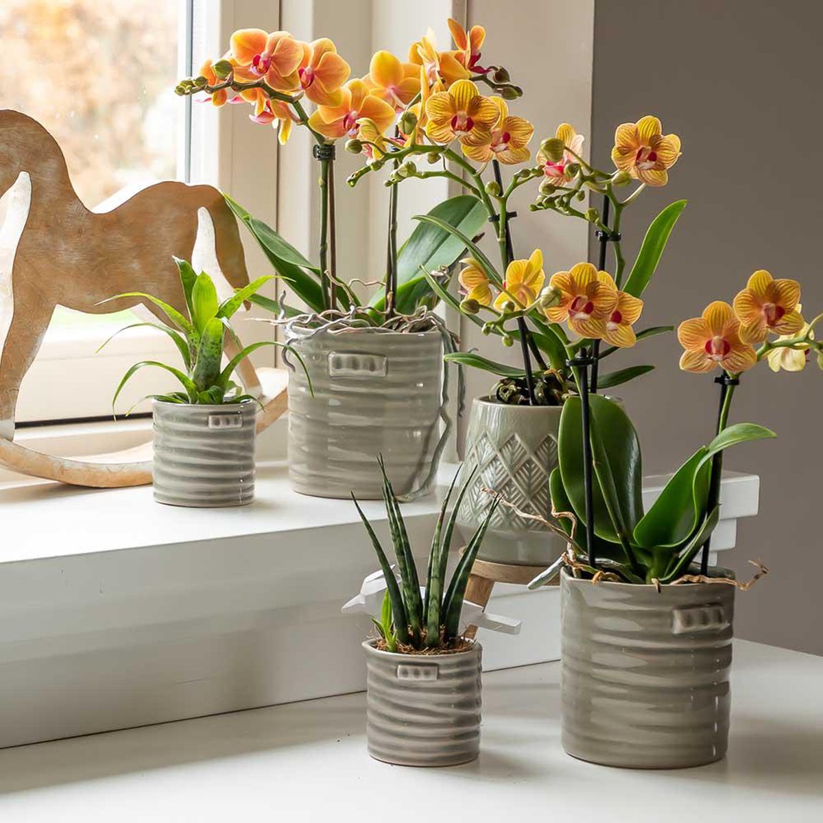 Kolibri Orchids | Oranje Phalaenopsis Orchidee - 35cm Hoog - Potmaat Ø9cm | Bloeiende Kamerplant - Vers Van De Kweker