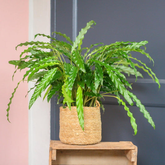  Calathea Rufibarba Bluegrass | Groene Kamerplant | Potmaat 17cm | Hoogte 60cm | Geleverd In Kwekerspot
