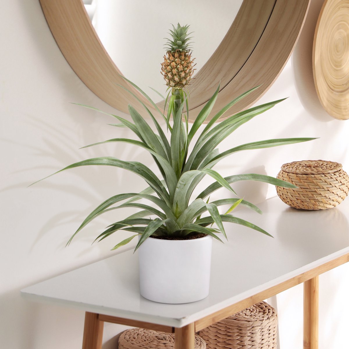  WL Plants - Ananasplant - Ananas Comosus - Kamerplanten - Bromelia - Anti Snurk - Zeer Luchtzuiverend - Gemakkelijk Te Verzorgen - ± 45cm Hoog – 12 Cm Diameter - In Kweekpot