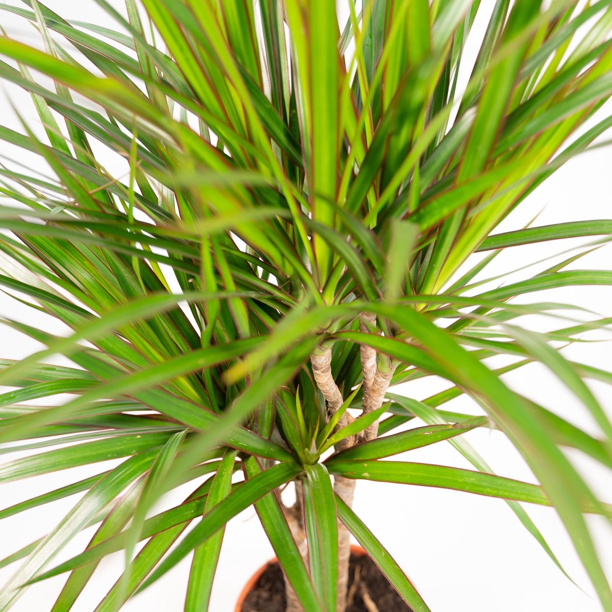  XXL Dracaena Marginata, Drakenbloedboom - 120cm Hoog, ø21cm Potmaat - Grote Kamerplant ,Tropische Palm - Vers Van De Kwekerij, Luchtzuiverend, Makkelijke Verzorging