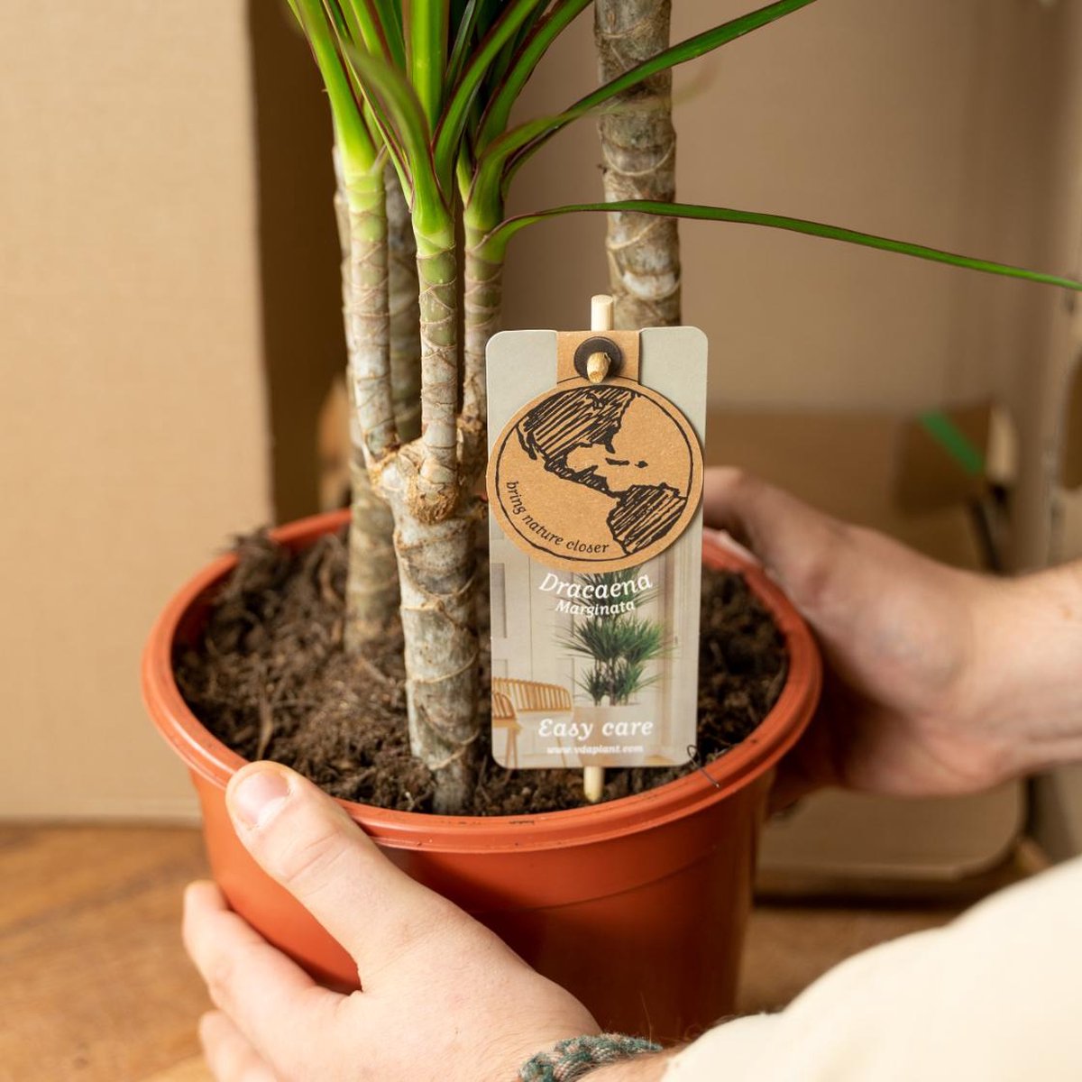  XXL Dracaena Marginata Met Pot - Drakenbloedboom - 120cm Hoog , 21Ø - Kamerplant