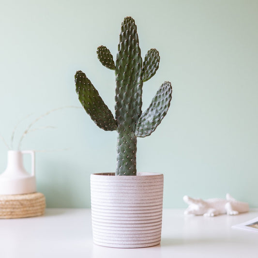 Knuffelcactus | Planten | Bloompost