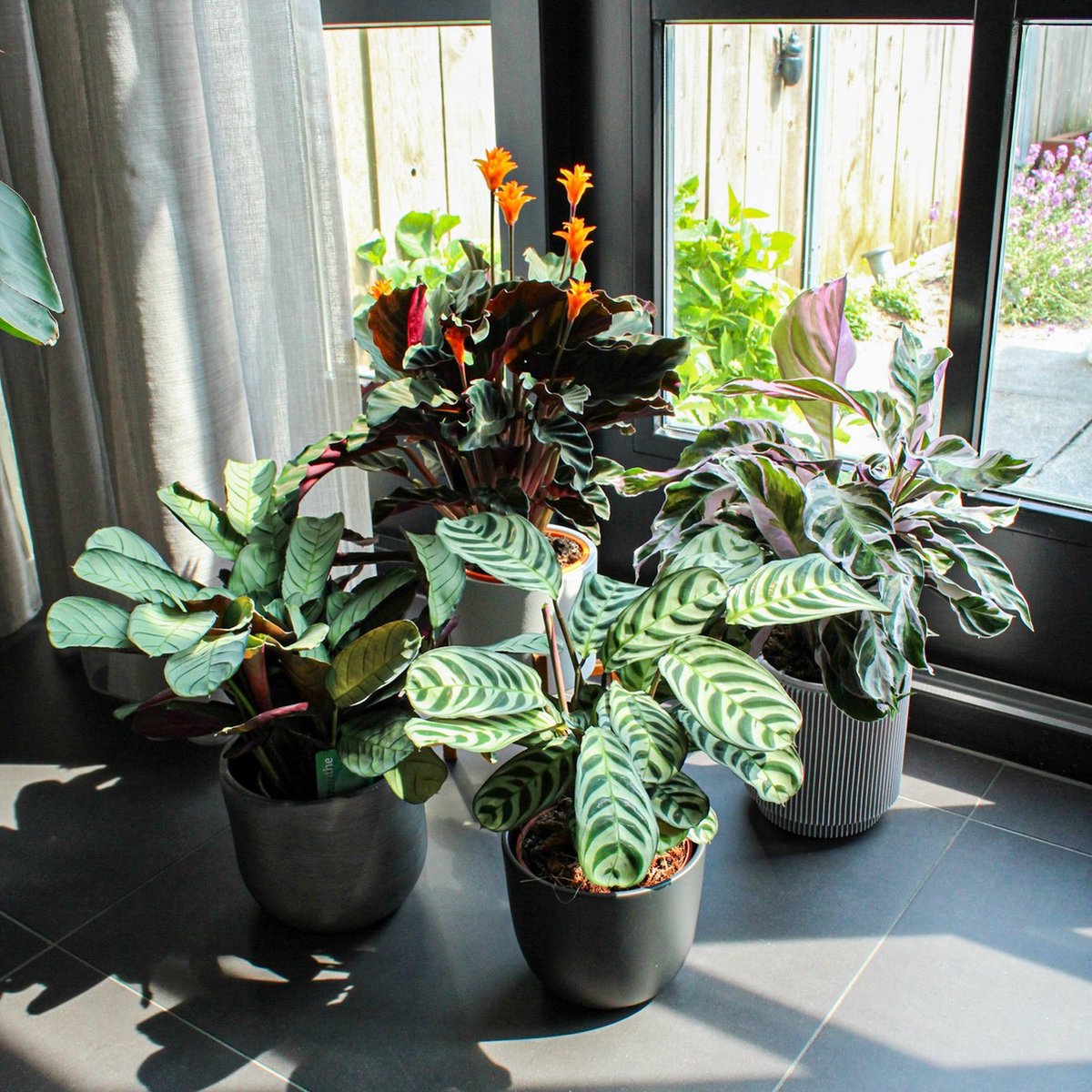 ZynesFlora - Calathea White Fusion - Ø 14 Cm - Hoogte: 35 - 40 Cm - Calathea - Luchtzuiverend - Kamerplant
