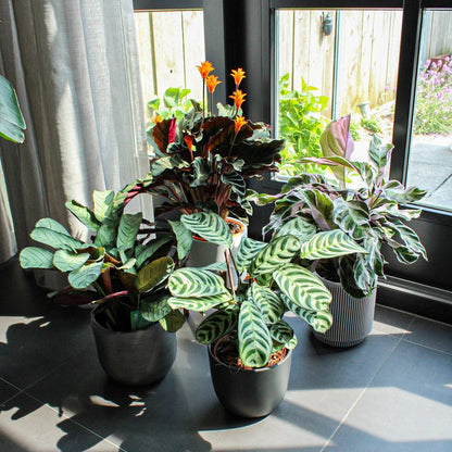  ZynesFlora - Calathea White Fusion - Ø 14 Cm - Hoogte: 35 - 40 Cm - Calathea - Luchtzuiverend - Kamerplant