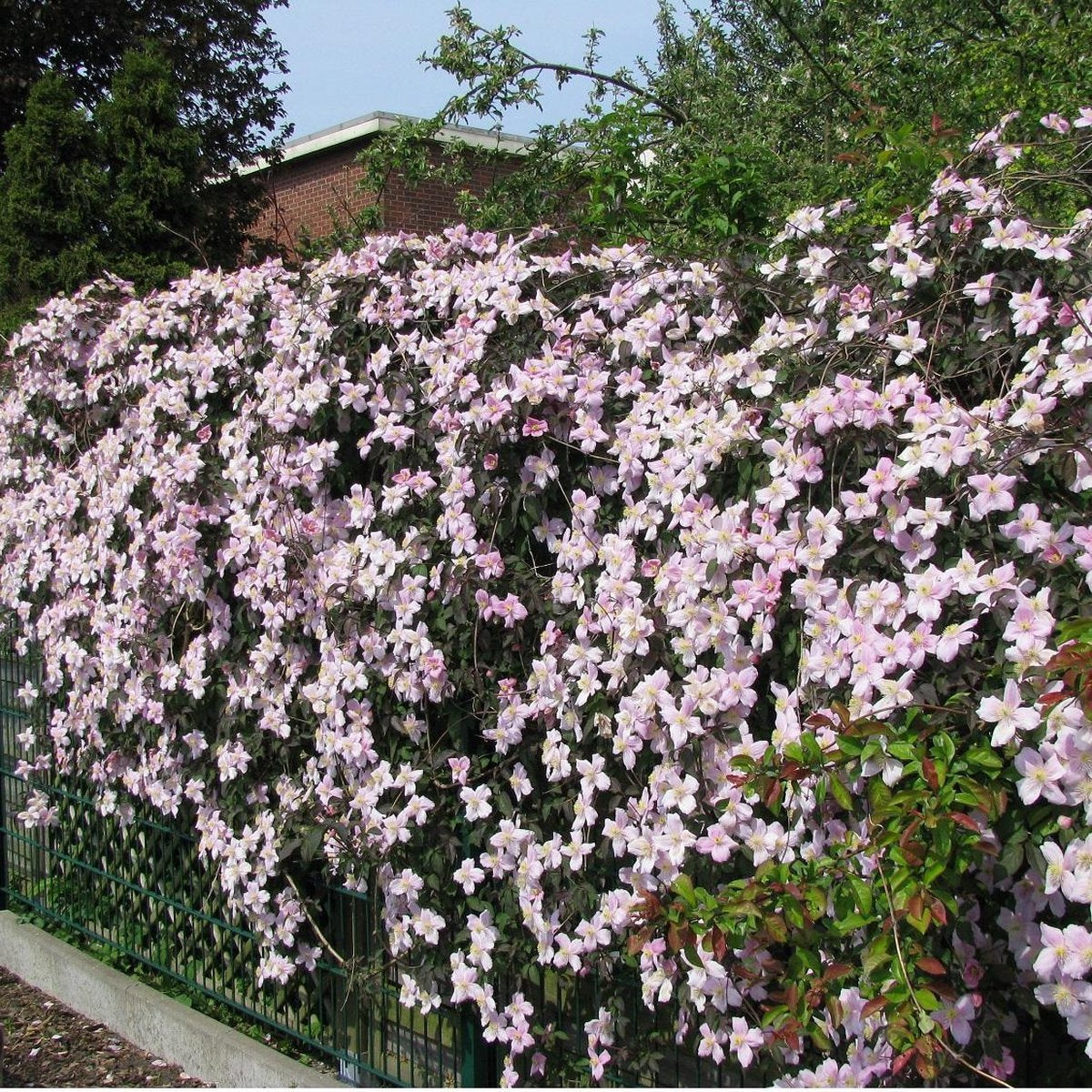  2 X Clematis Montana Rubens - Set Van 2 Klimplanten - Roze, Meerjarig En Winterharde Tuinplanten | 2 X 1,5 Liter Potten