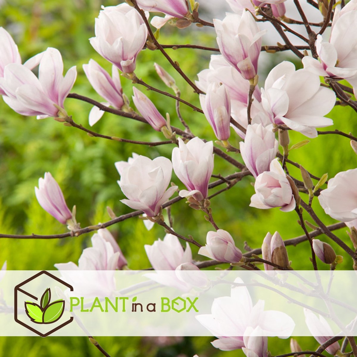  Plant In A Box - Magnolia Stellata - Set Van 3 - Brede Struik/Kleine Boom Winterhard - Roze Bloemen - Pot 9cm - Hoogte 25-40cm