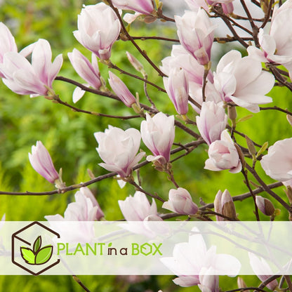  Plant In A Box - Magnolia Stellata - Set Van 3 - Brede Struik/Kleine Boom Winterhard - Roze Bloemen - Pot 9cm - Hoogte 25-40cm