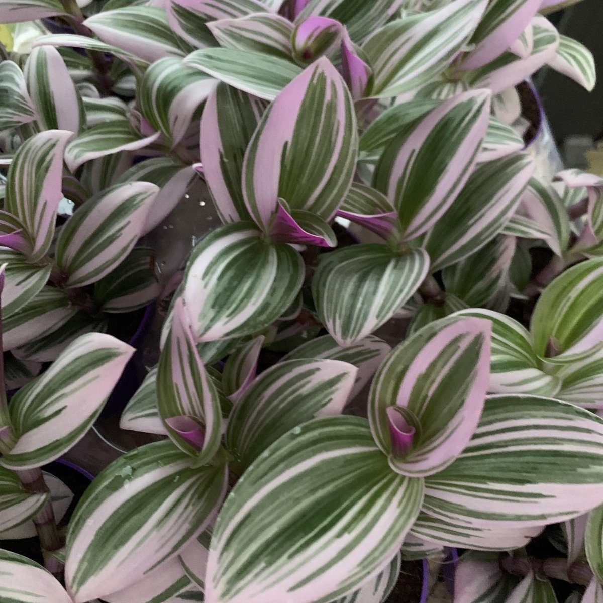 Merkloos Tradescantia Nanouk - Roze Groene Bladeren - Makkelijke Kamerplant