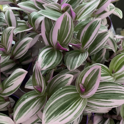 Merkloos Tradescantia Nanouk - Roze Groene Bladeren - Makkelijke Kamerplant