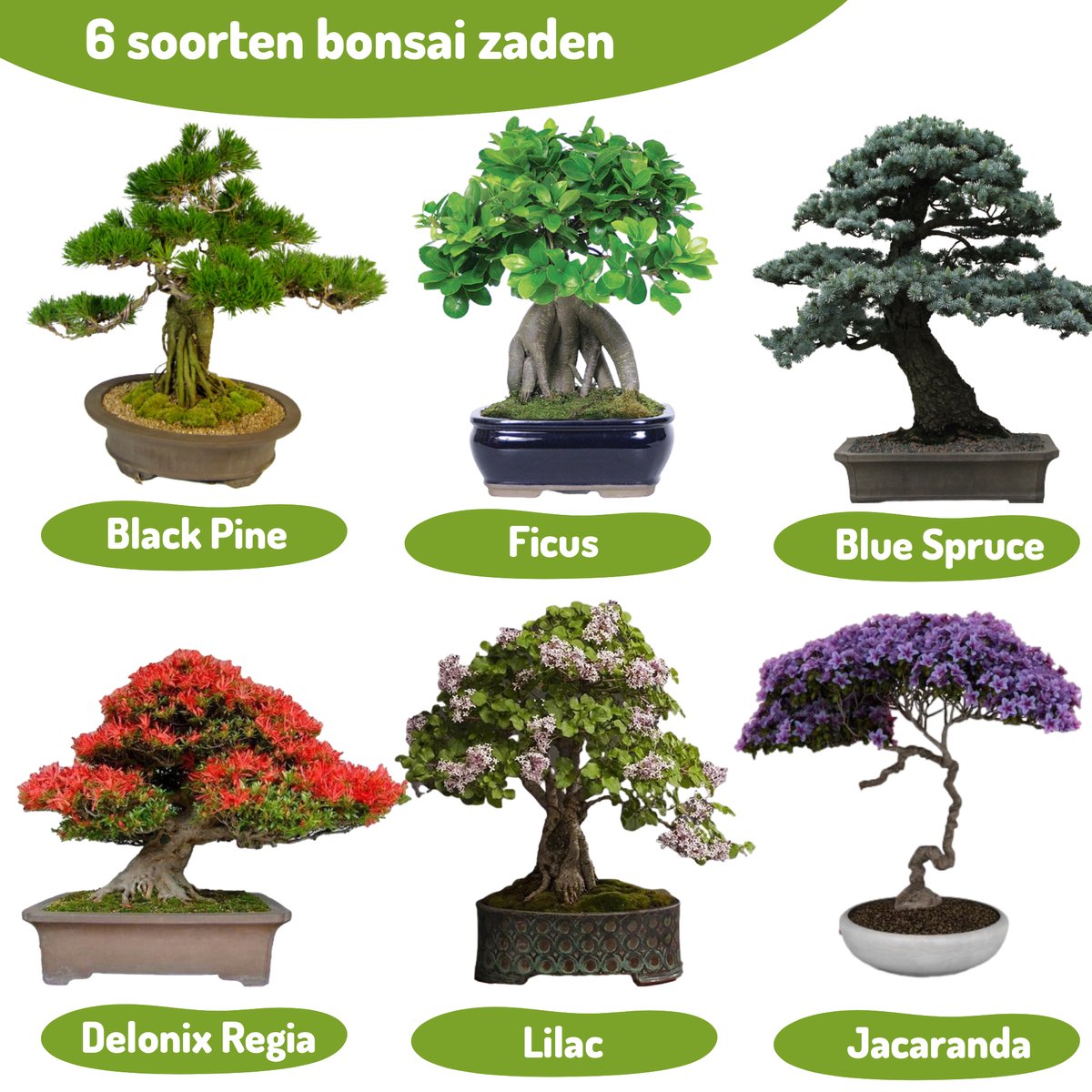 Bonsai Zaden 6 Soorten Incl. E-Book - Kweekset - Boompje In Pot - Kamerplanten – Kerstcadeau