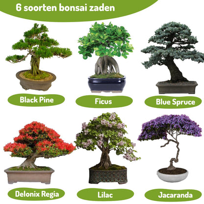  Bonsai Zaden 6 Soorten Incl. E-Book - Kweekset - Boompje In Pot - Kamerplanten – Kerstcadeau