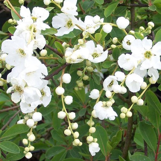  Exochorda 'The Bride' - Parelstruik 50-60 Cm Pot