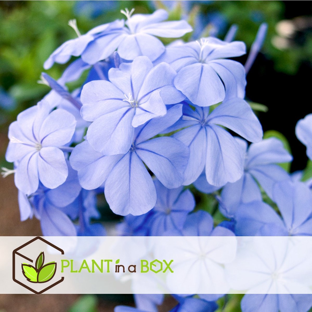  Plant In A Box - Plumbago Auriculata - Set Van 3 - Mannentrouw - Lang Bloeiende Klimplant - Pot 9cm - Hoogte 25-40cm