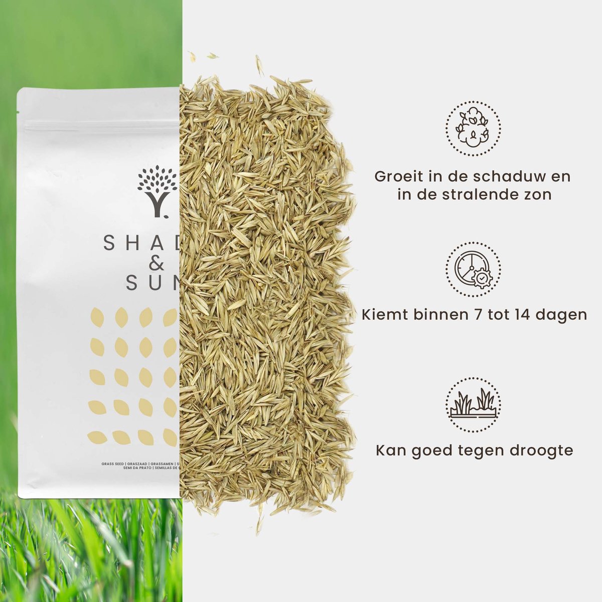  Schaduw Graszaad Voor 50m² Gras | Voor Een Gazon Met Veel Schaduw | Hitte &amp; Droogte Resistent
