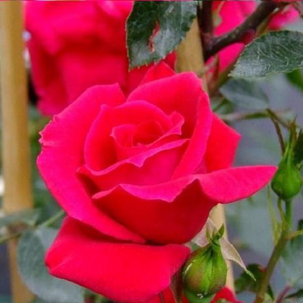  New Dawn Rouge - Klimroos | Rood Doorbloeiende Roos (bloeit Na Bloei Nogmaals) - Meerjarig En Winterhard - Klimplant
