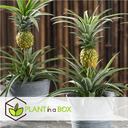  Plant In A Box - Ananasplant Mi Amigo - Kamerplant - Pot 12cm - Hoogte 35-45cm