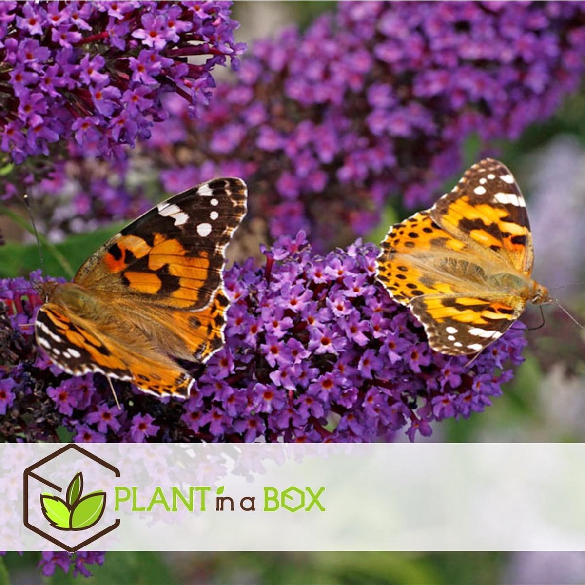  Plant In A Box - Mix Van 3 Vlinderstruiken - Buddleja Davidii 'Nanho Blue', 'Pink Delight', 'White Profusion' - Pot 9cm - Hoogte 25-40cm
