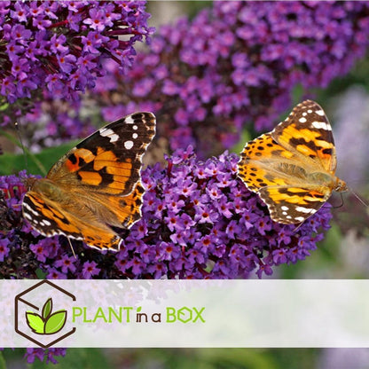  Plant In A Box - Mix Van 3 Vlinderstruiken - Buddleja Davidii 'Nanho Blue', 'Pink Delight', 'White Profusion' - Pot 9cm - Hoogte 25-40cm