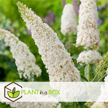  Plant In A Box - Mix Van 3 Vlinderstruiken - Buddleja Davidii 'Nanho Blue', 'Pink Delight', 'White Profusion' - Pot 9cm - Hoogte 25-40cm