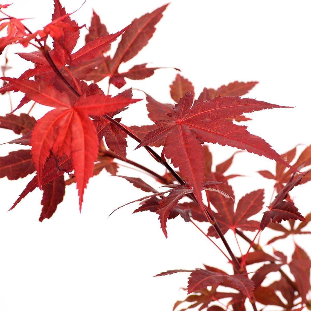  Acer Palmatum ‘Atropurpureum’, Rode Japanse Esdoorn - Hoogte 60cm - 3 Liter Pot