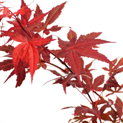  Acer Palmatum ‘Atropurpureum’, Rode Japanse Esdoorn - Hoogte 60cm - 3 Liter Pot