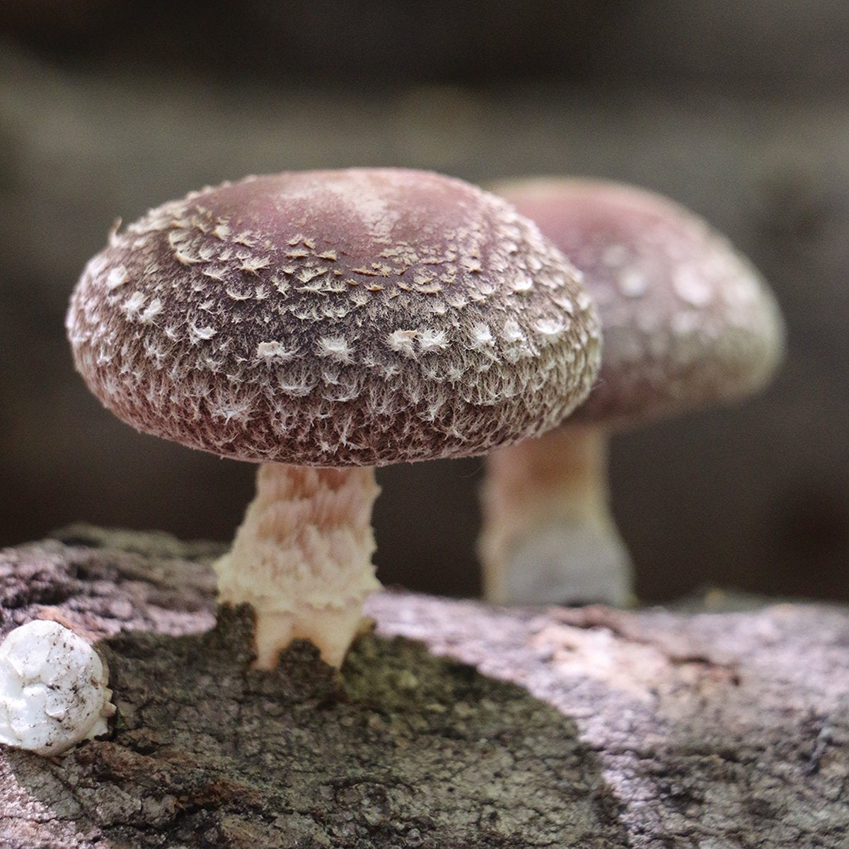  ToshiFarm Broed Voor Shiitake - 50 Gram - Zelf Shiitake Kweken - Broed Voor Shiitake Kweekset - Paddenstoel Sporen